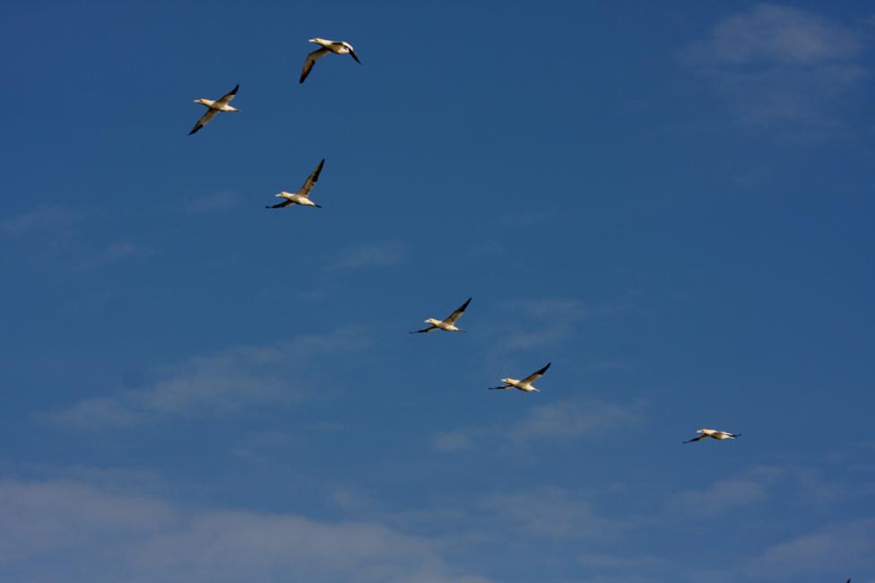 Formación de vuelo